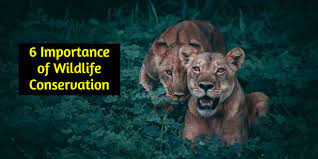 IMPORTANCE OF WILDLIFE CONSERVATION