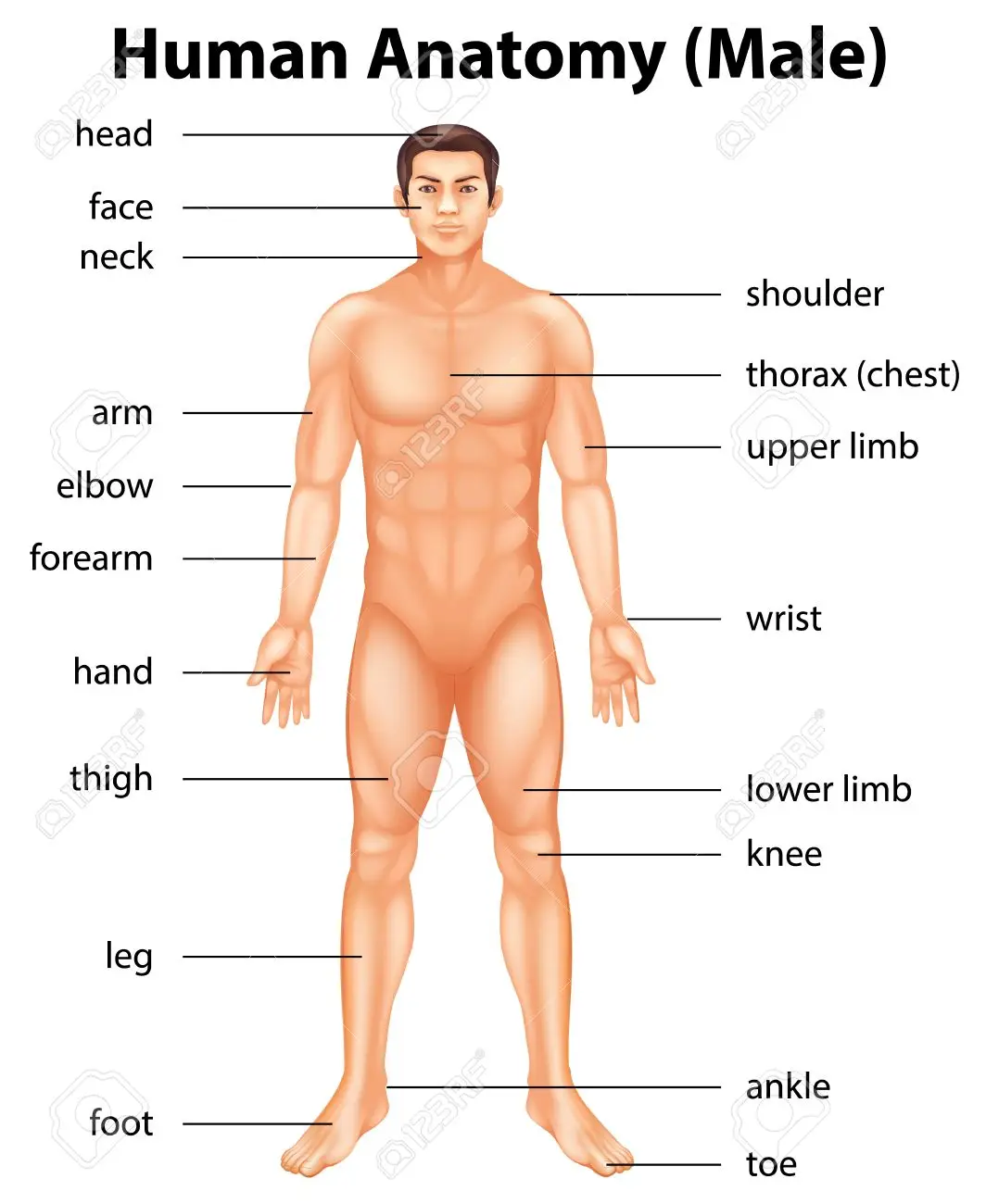 PARTS OF HUMAN BODY