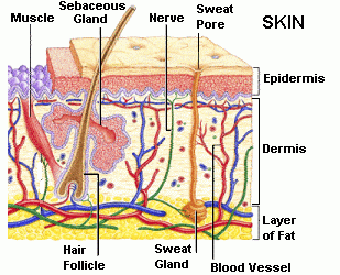 The Human Skin as a sense of touch