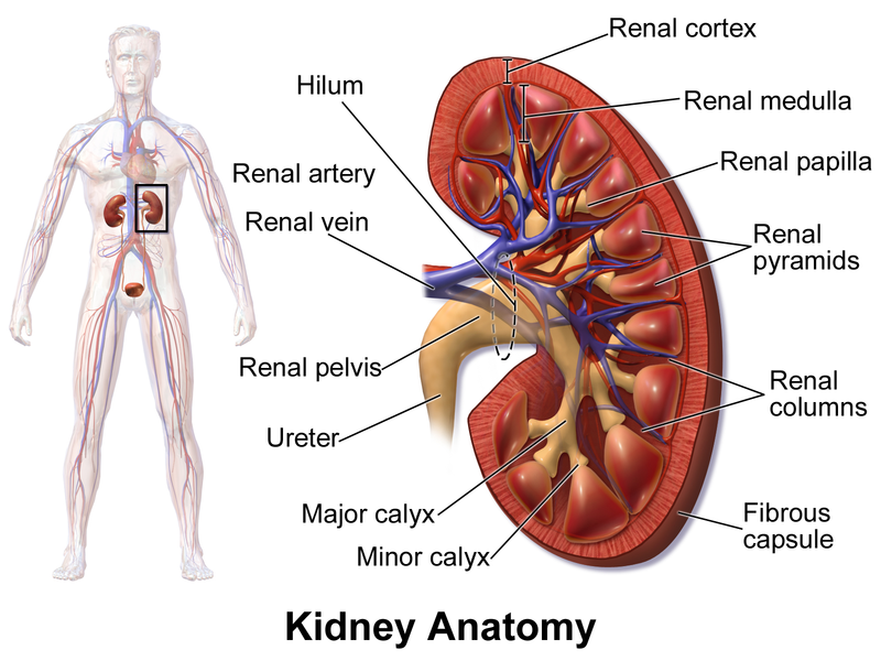 The Kidneys Structure and Functions