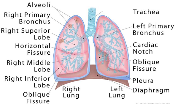 The Lungs Structure and Functions