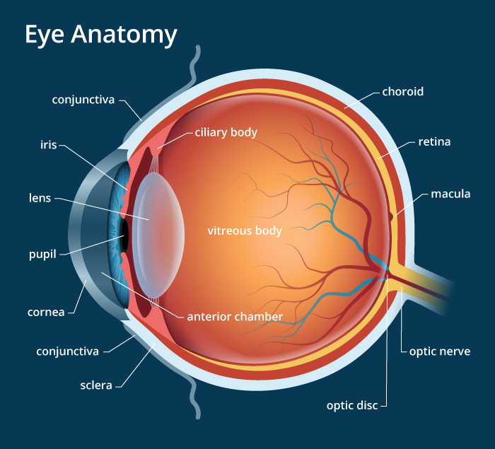 Human Eye and the Sense of Sight