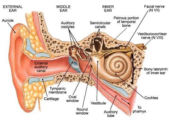 Human Ear Brief anatomy