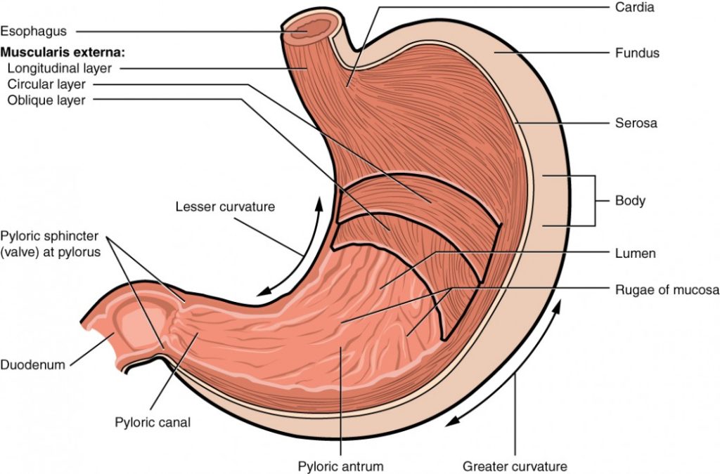 The Stomach Structure and Functions