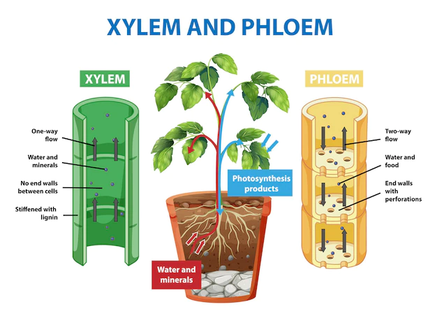 Vascular tissue  in Plants | Xylem and Phloem