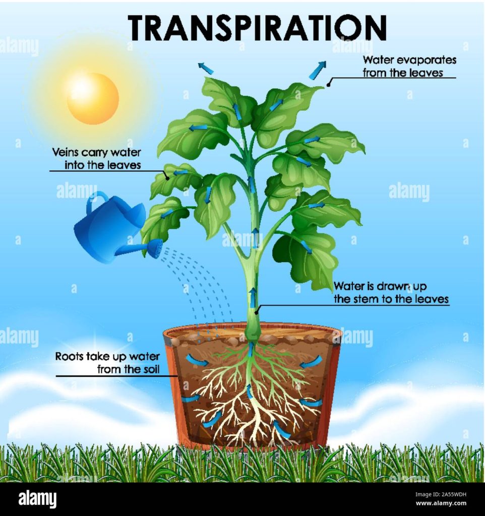 Transpiration in plants